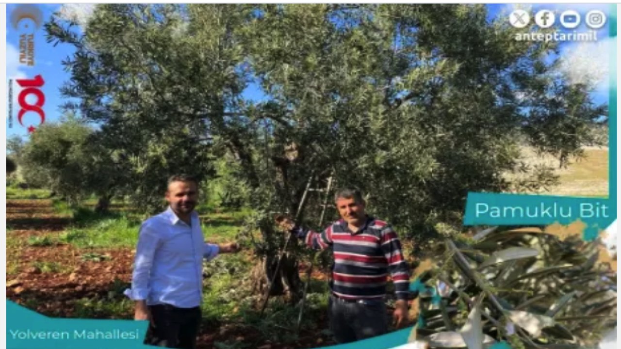 Araban'da Zeytin Hastalıklarıyla Mücadele Devam Ediyor