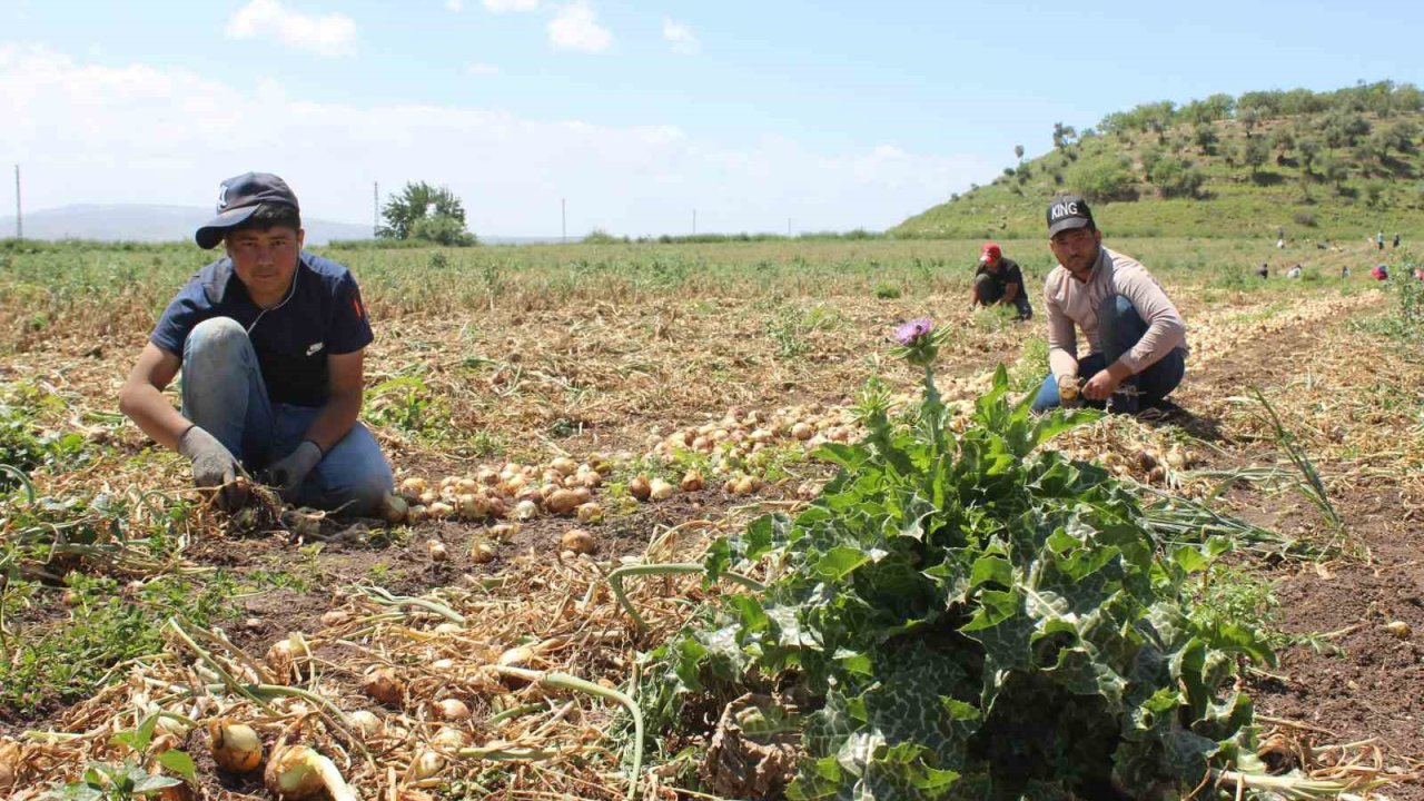 Mevsimlik İşçilerin Zorlu mesaisi! 12 Saat Çalışıyorlar 900 TL Kazanıyorlar