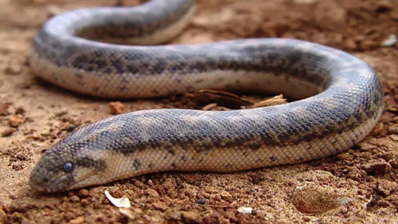 Evladını öldürmeyen yılan sokması anneyi öldürdü