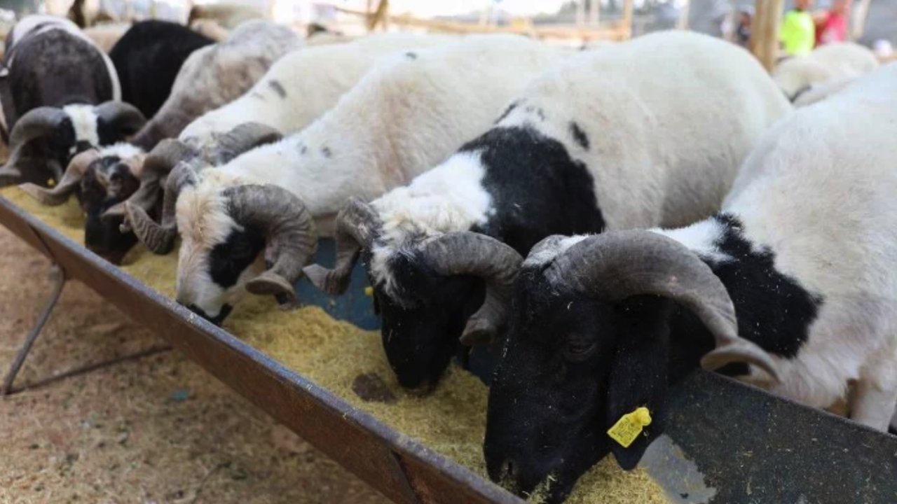 Gaziantep'te Kurbanlık Fiyatları Ne Kadar Olacak?