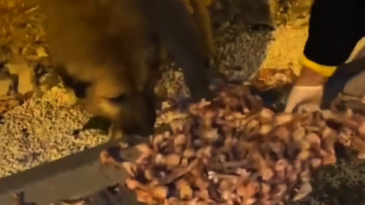 Gaziantep Tepki Çeken Görüntü! Köpekleri beslemek için caddeye kilolarca kemik atan kadına öfke yağdı.