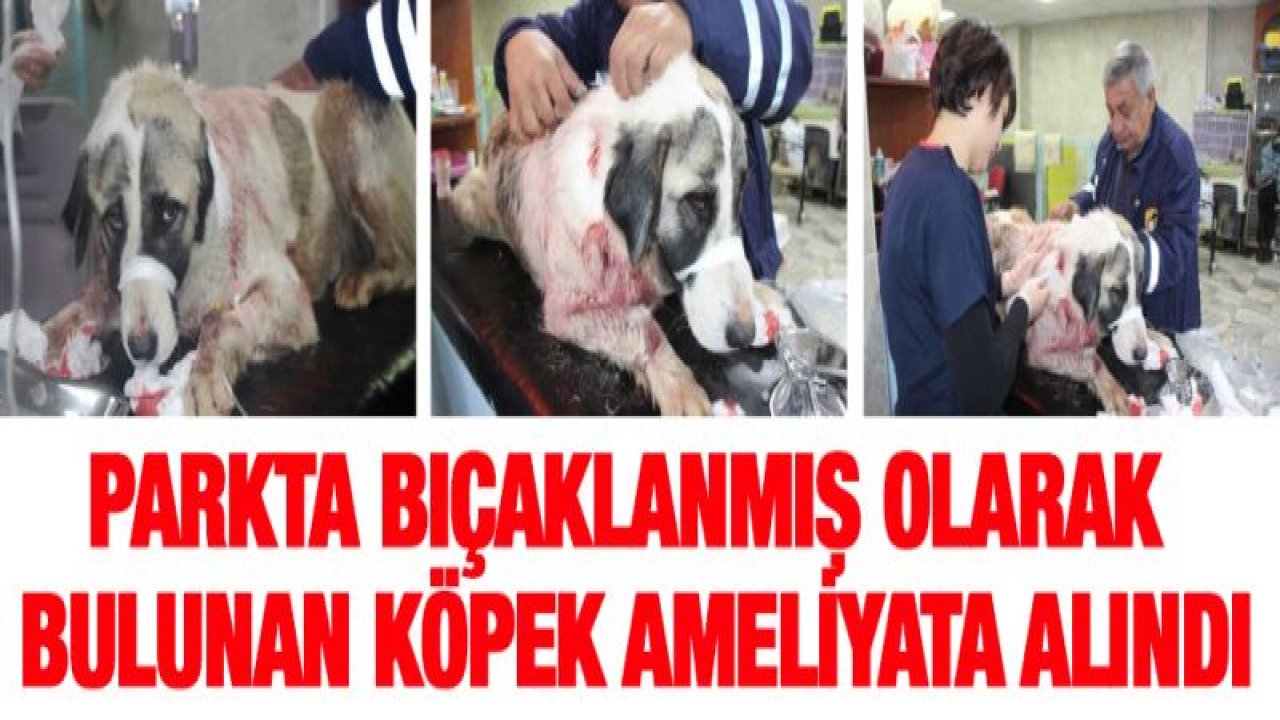 Parkta bıçaklanmış olarak bulunan köpek ameliyata alındı