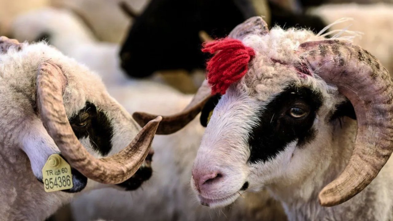 Kurban Bayramı Tatili 9 Gün Mü Olacak?