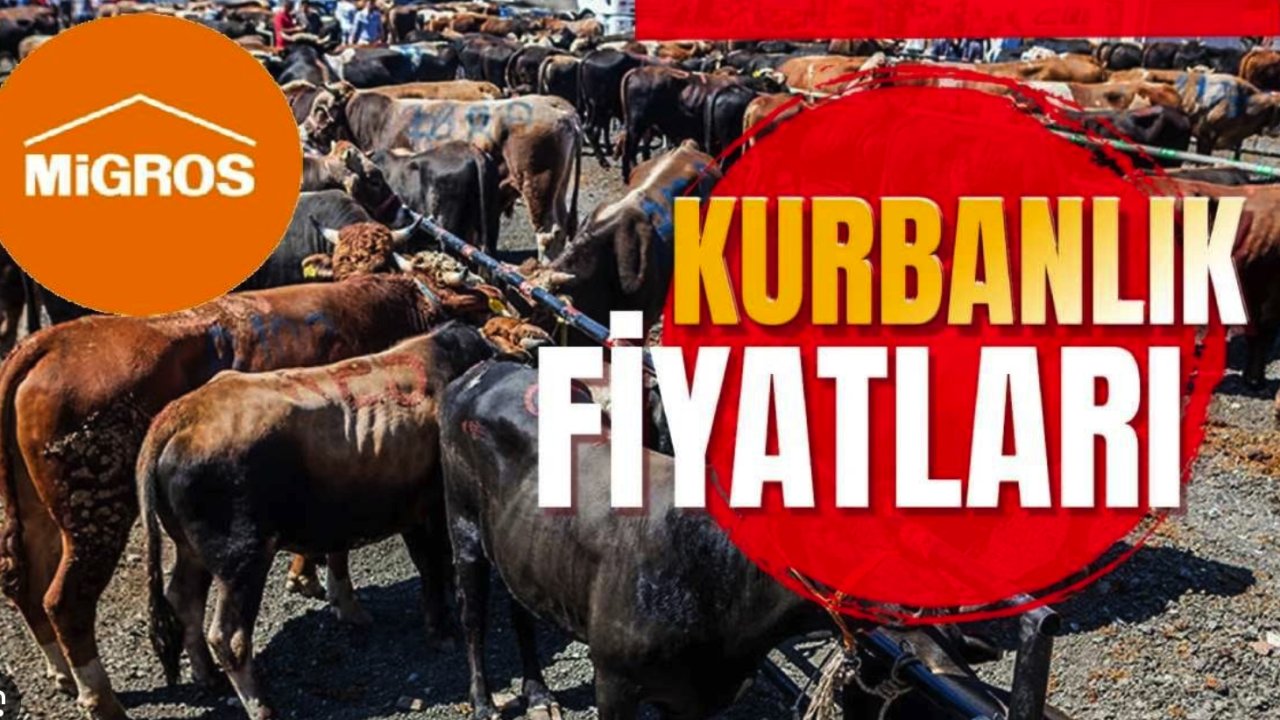 Bu Fiyata Kurbanlık Yok!  MİGROS Kurbanlık Fiyatları Kara Kara Düşünen Vatandaşı Sevindirdi!