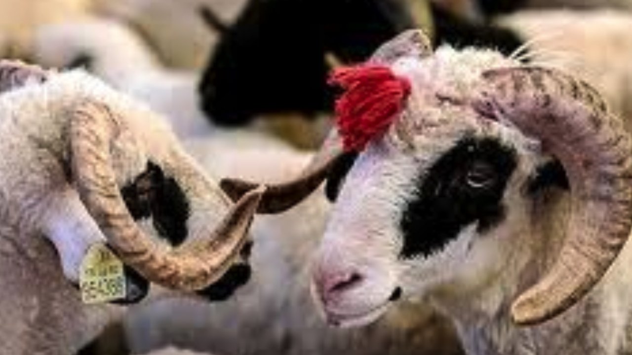 Gaziantep'te Emekli nasıl kurban kessin?