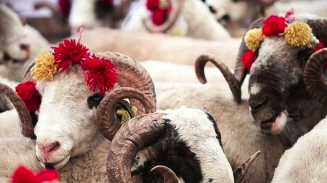 Gaziantep'te Marketlerde Kurbanlık Fiyatları Belli Oldu!