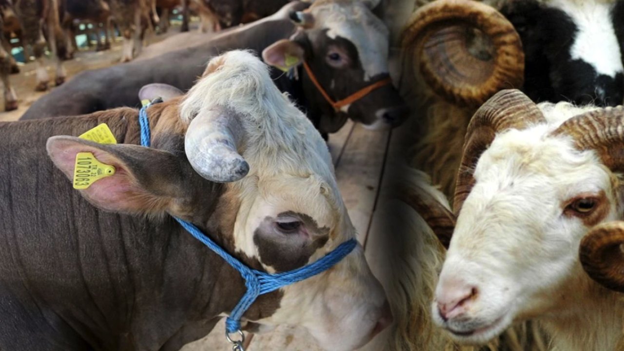 Bakanlık Gözünü Dikti: Gaziantep'teki Kurban Fiyatları Mercek Altında!