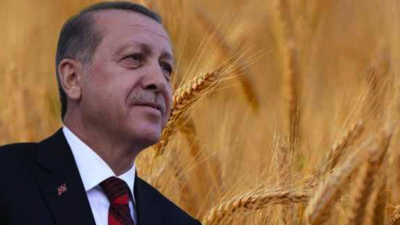 GAZİANTEP'TE REZALET! BUĞDAY FİYATLARI ANTEP'TE TARLALARI YAKTI