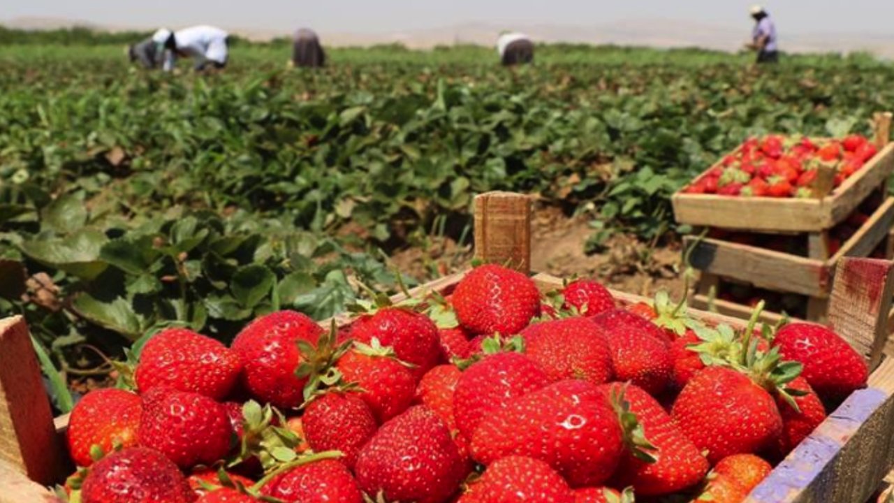 GAZİANTEP'TE ÇİLEK YANİ: 'KIRMIZI ELMAS' hasadı başladı!  Tarlada 30 TL! MARKETTE Kilosu 100 TL!