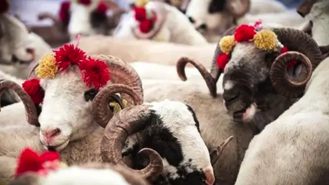 Gaziantep'te Kurbanlık Fiyatlarında Marketlerin Rekabeti Kızışıyor: Migros, A101, CarrefourSA 2024 kurbanlık fiyatları ne kadar?