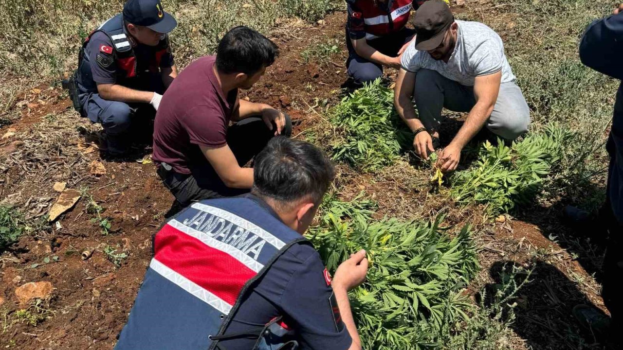 Gaziantep’te 214 kök kenevir bitkisi ele geçirildi