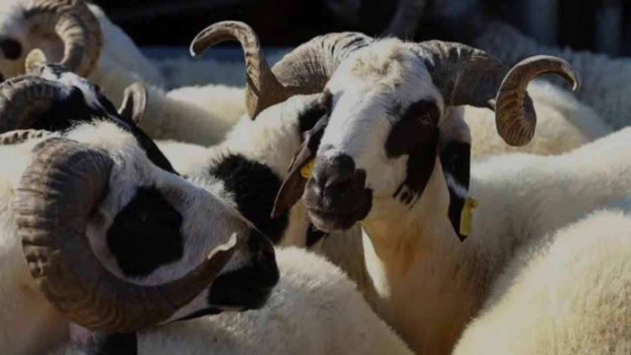 GAZİANTEP'TE KURBAN FİYATLARINA TAHMAZOĞLU DARBESİ! Şahinbey Belediyesi ucuz kurban satışlarına başladı