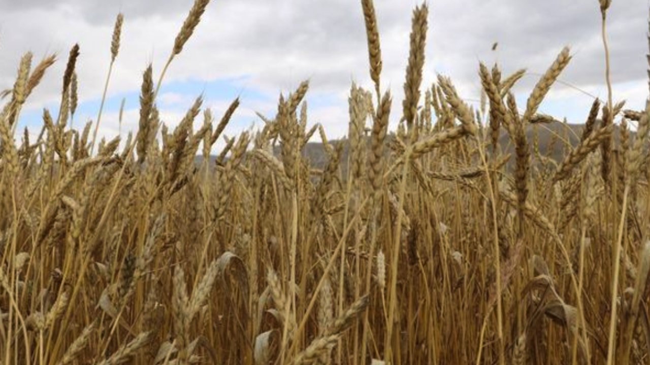 Gaziantep'te Çiftçinin Gözü Kulağı Buğday Fiyatlarında!  TMO hububat alım fiyatlarını açıklandı!