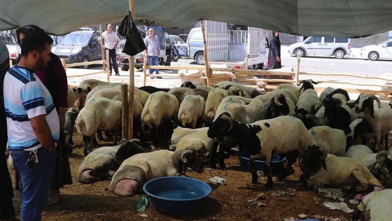 Gaziantep'te Kurban Fiyatlarına Tahmazoğlu DARBESİ! Gaziantep’te kurbanlık fiyatları düşmeye başladı