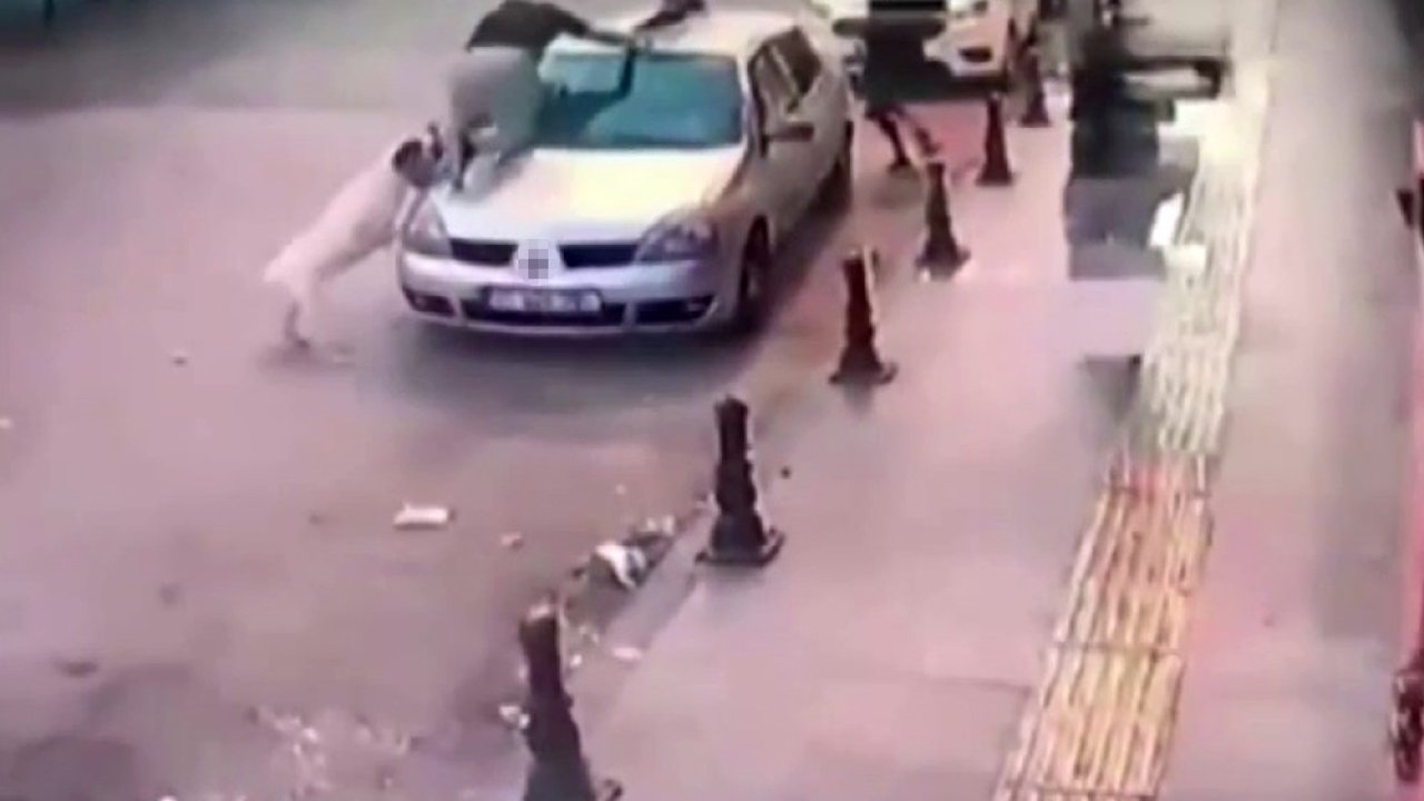 Gaziantep'te Sokak Köpeği Saldırsı! 2 genç, köpek saldırısından son anda kurtuldu! Dehşet Anları