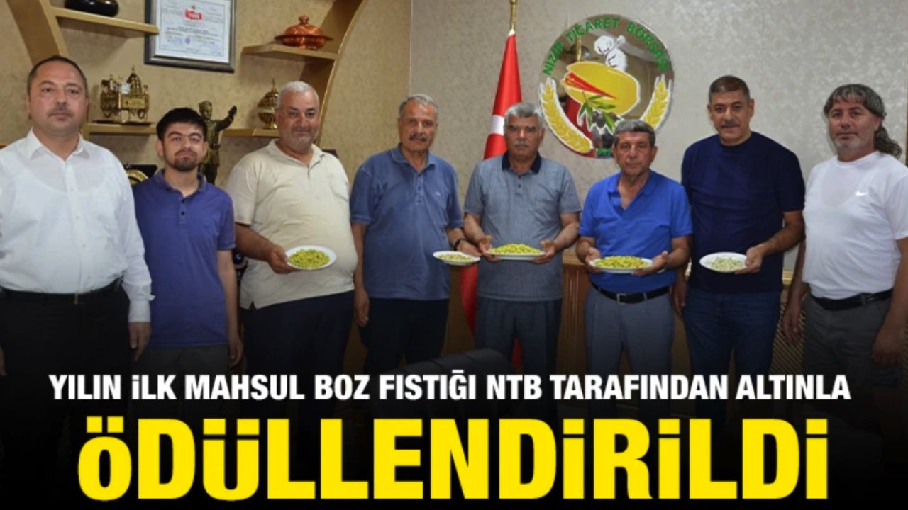 Gaziantep'te Yılın İlk Mahsul Boz Fıstığı Hasadı Yapıldı!