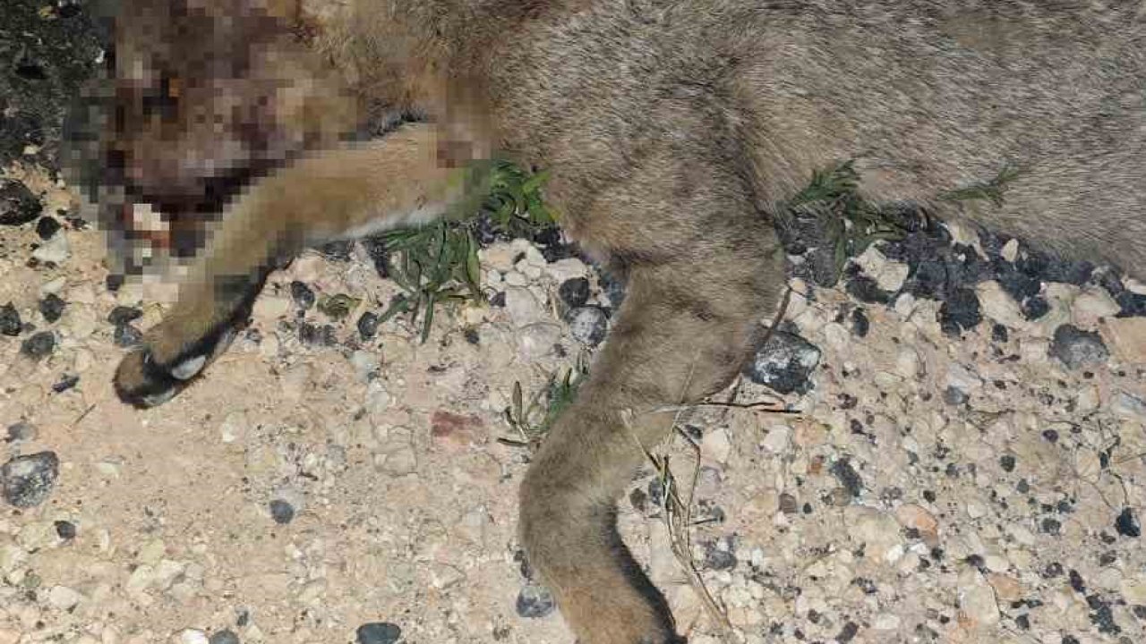 Gaziantep'te Nesli tehlike altındaki saz kedisi araç çarpması sonucu telef oldu