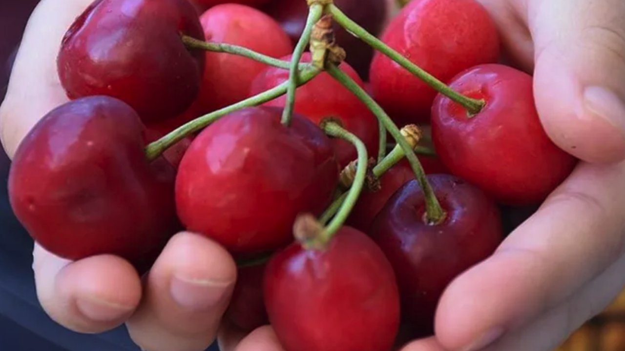 Gaziantep'te KİRAZ HASADI BAŞLADI! Yurt içi ve yurt dışında büyük bir talep görüyor!