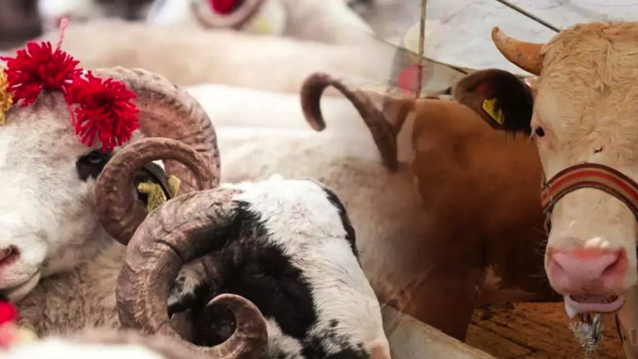 Gaziantep’te kurbanlık fiyatları ne kadar oldu? Tahmazoğlu'ndan Vatandaşa Dev Hizmet!