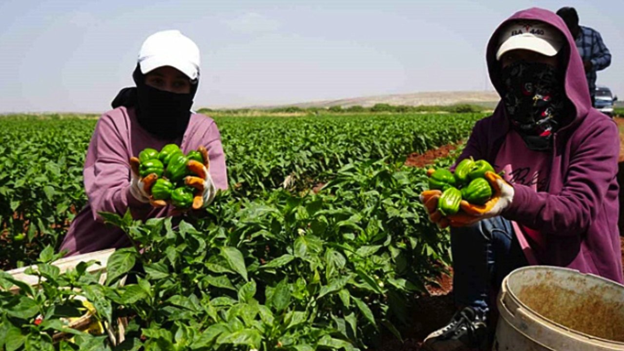Gaziantep'in Komşu İli'nde Türkiye'nin EN ACI HASADI! HEMDE 42 DERECE SICAKLIKTA