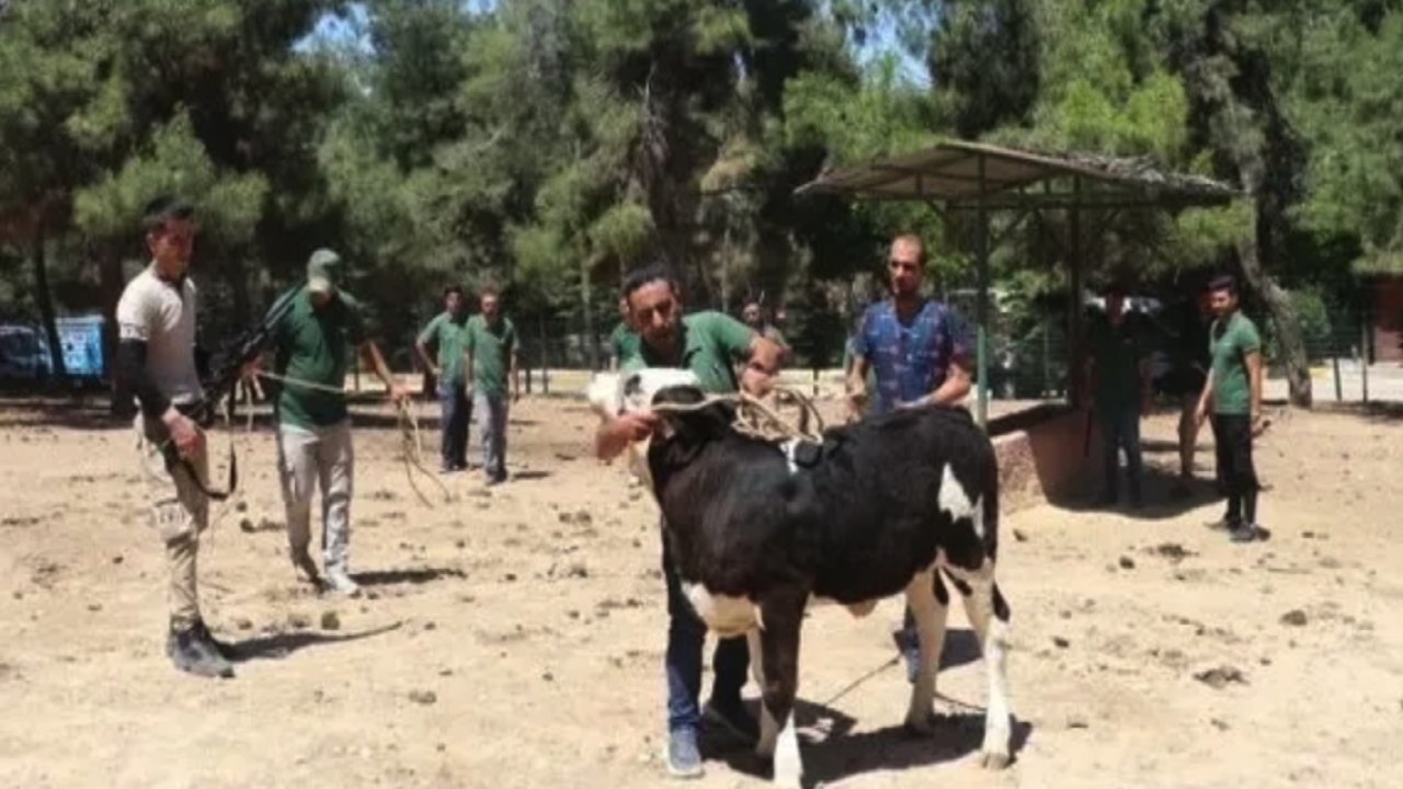Gaziantep'te FİRARİ KURBANLIKLAR YAKALANDI!