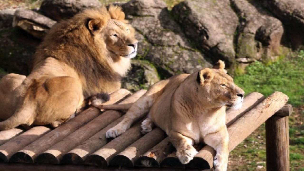 Gaziantep Hayvanat Bahçesi'ni 3 günde 27 bin kişi ziyaret etti