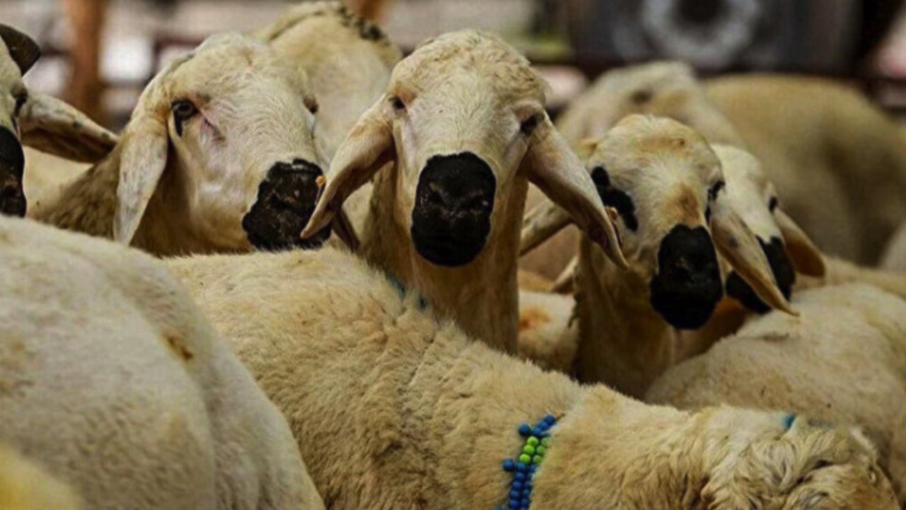 Gaziantep'te Kurban Fiyatları FÜZE GİBİ DÜŞTÜ!