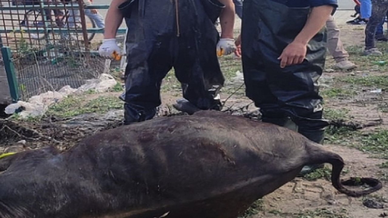 Gaziantep'te sulama kanalına düşen inek telef oldu