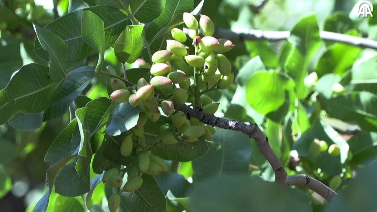 Antep fıstığı üreticisine MÜJDE!