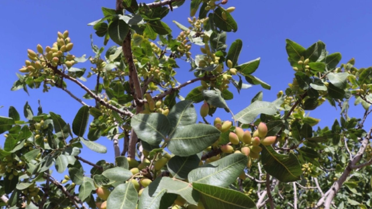 AntepFıstığı'nda Büyük Tehlike! REKOLTEDE BÜYÜK DÜŞÜŞ OLACAK
