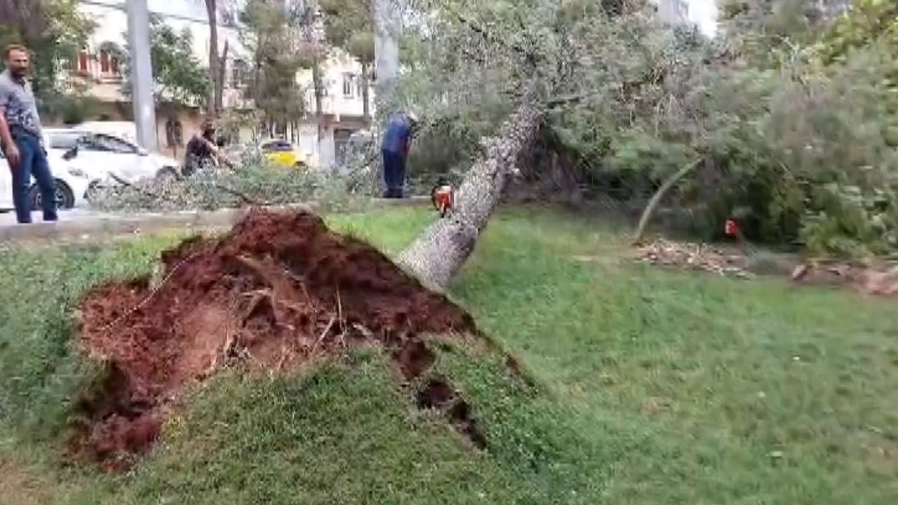 GAZİANTEP'TE FIRTINA! AĞAÇLAR KÖKÜNDEN SÖKÜLDÜ, ÇATILAR UÇTU!