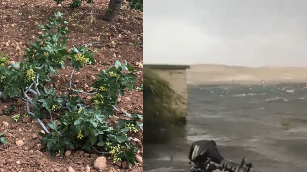 GAZİANTEP'TE Fırat Nehri'nde dev dalgalar oluştu. Gaziantep'te FISTIK AĞAÇLARI YIKILDI!