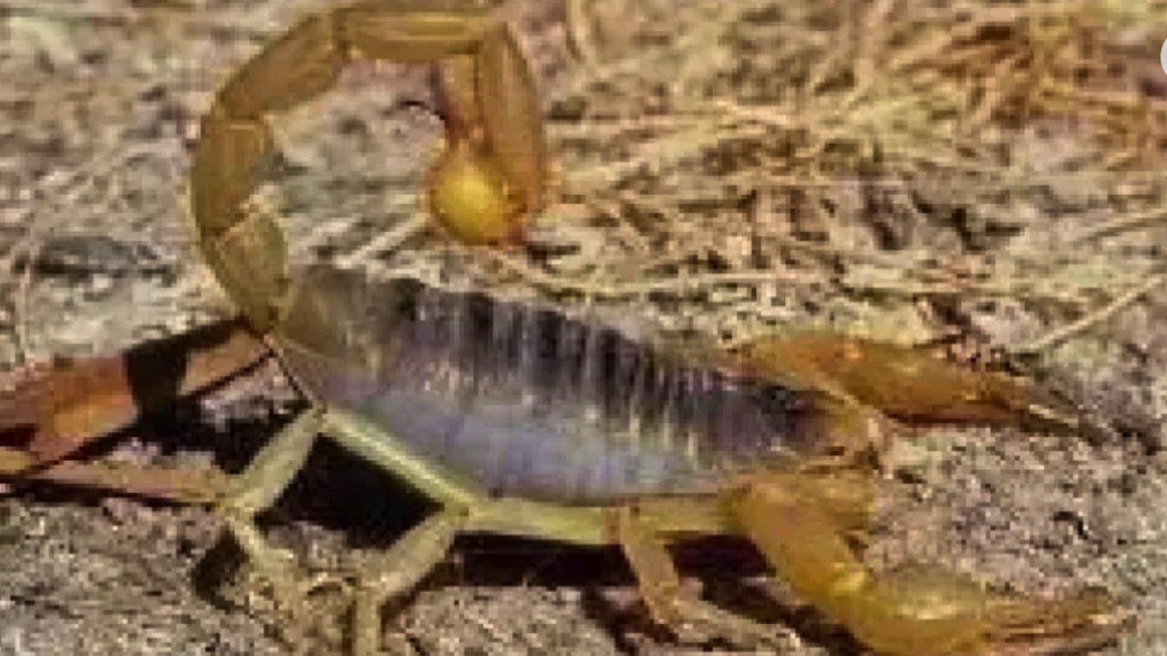 Gaziantep’te o mahalleyi akrepler bastı! VATANDAŞ PANİK HALİNDE!