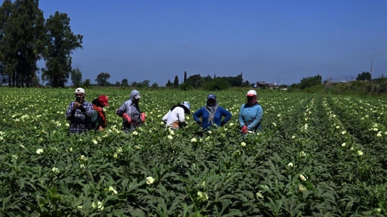 Yeşil Altın'ın Hasatı Başladı! Kurutulunca Kilosu Bin 500 TL