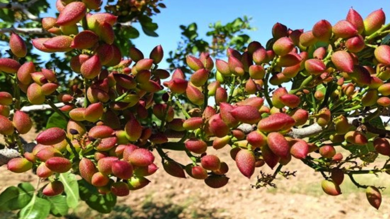 Antepfıstığı hasadı başlıyor! Peki Antepfıstığı Fiyatları Ne Kadar Olacak?