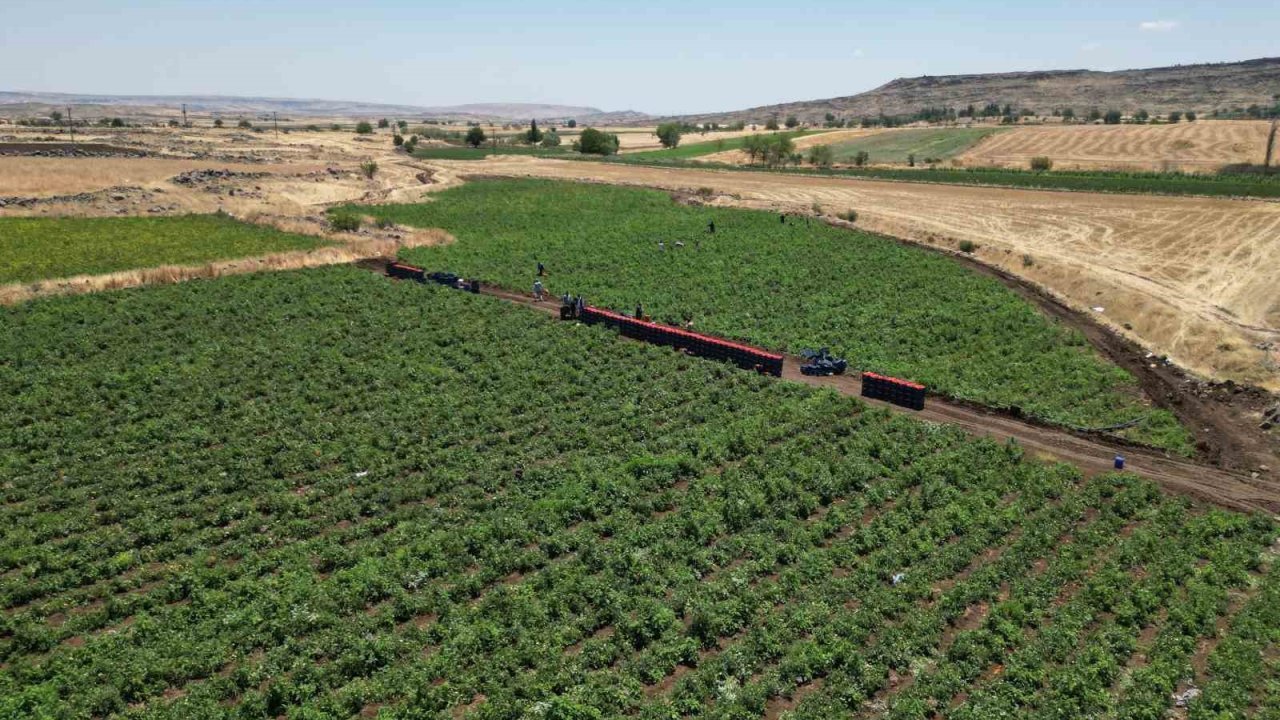 Tarlada 5 TL Markette 25 TL'den satılan domatesin hasadı başladı