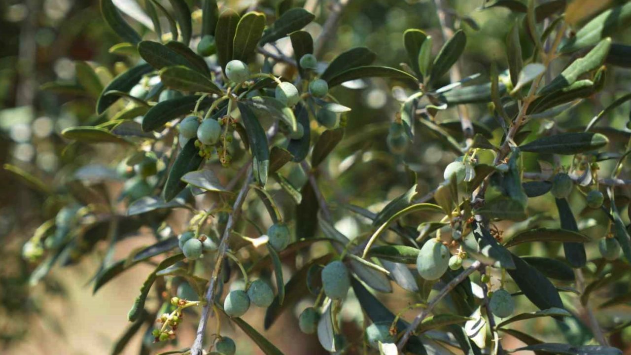 Gaziantep'in Komşu İli Kilis'te 'ZEYTİNYAĞI' REKORU KIRILACAK!