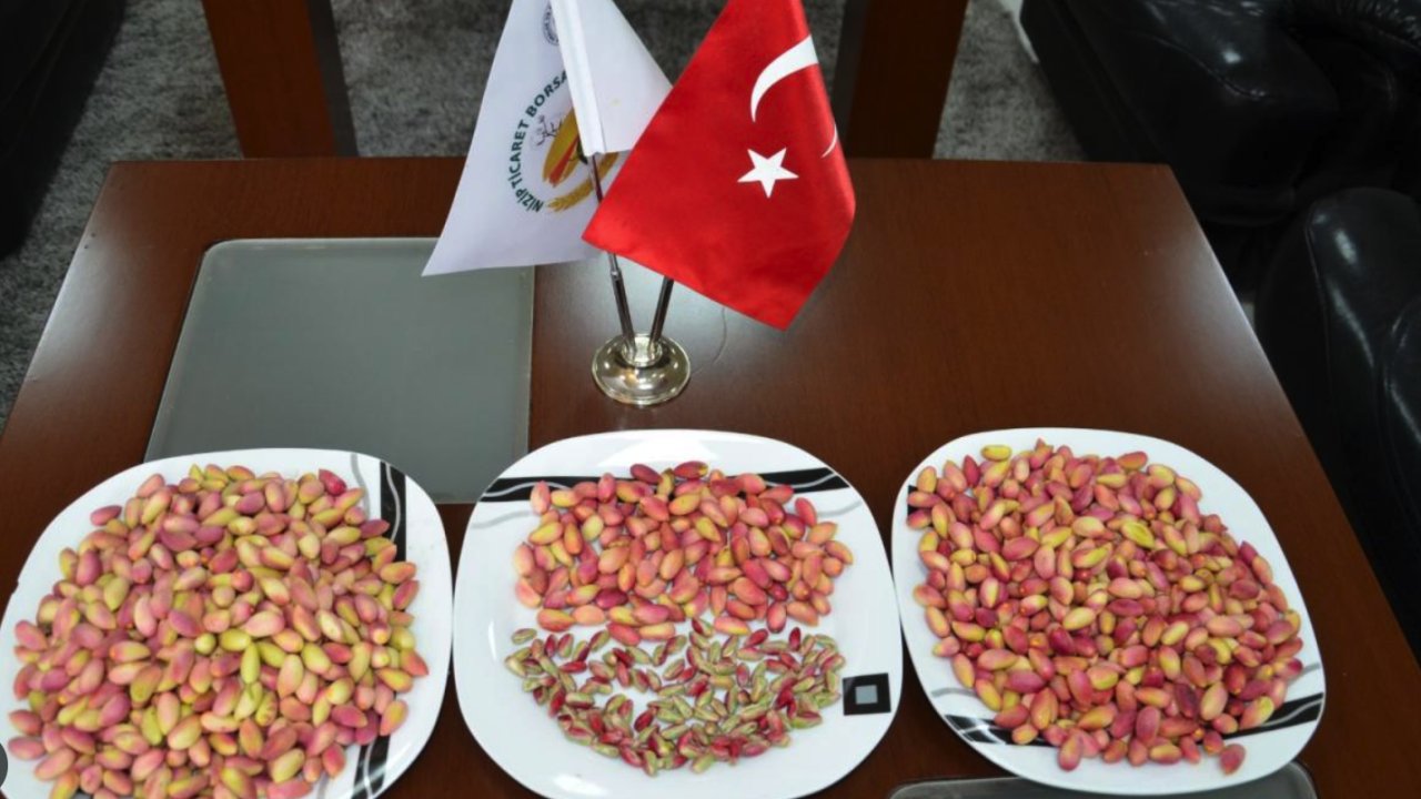 Yeşil Altın Antep Fıstığı'nın HASADI BAŞLADI! Nizip Ticaret Borsası Yılın İlk Mahsul Kırmızı Fıstığını Ödüllendirdi