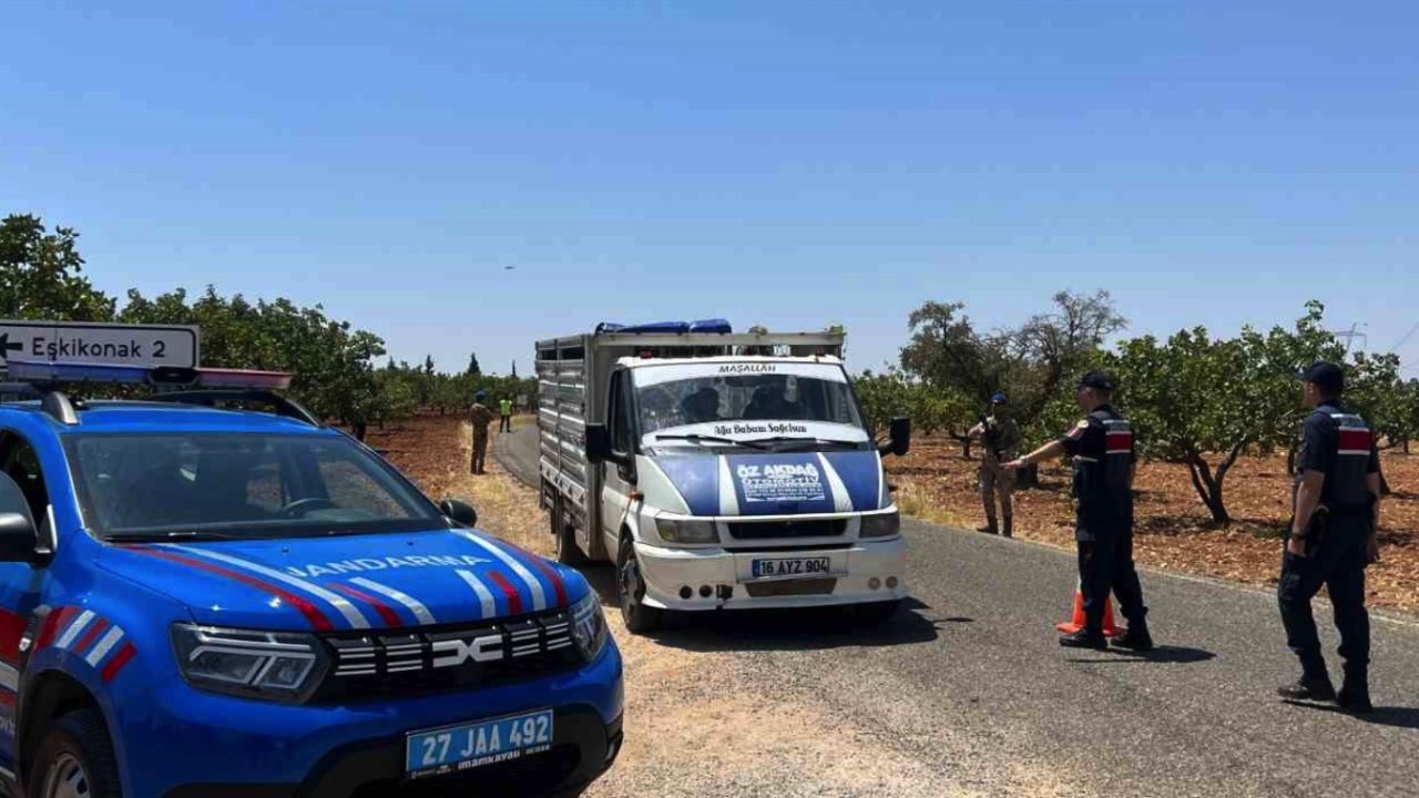 Antep Fıstığı Hırsızlarına Göz Açtırılmıyor! 200 Kilo Antep Fıstığı Çalan Hırsız Suç Üstü YAKALANDI