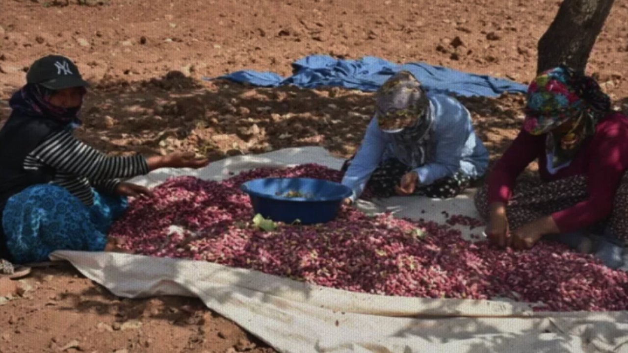 Gaziantep'te Fıstık Yevmiyeleri Belli Oldu Mu?