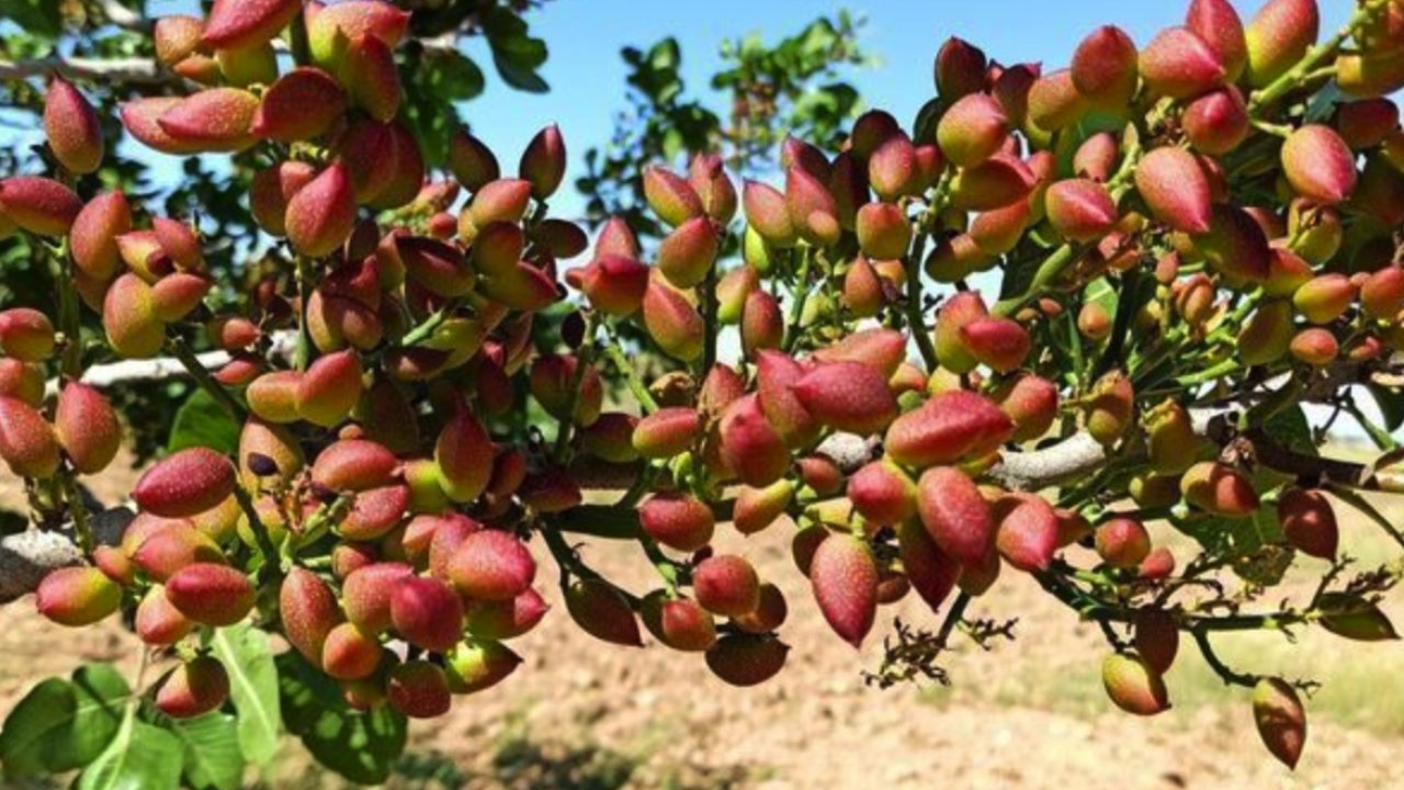 Antep Fıstığı Zamlandı mı? 15 Temmuz 2024 Antep fıstığı fiyatları belli oldu! Antep fıstığının Kilosu Kaç TL Oldu?