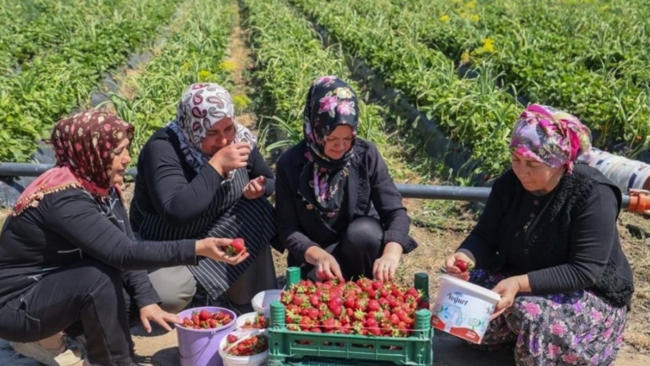 Gaziantep'te PROJE İçin Ektiler; ŞİMDİ SİPARİŞLERE YETİŞEMİYORLAR