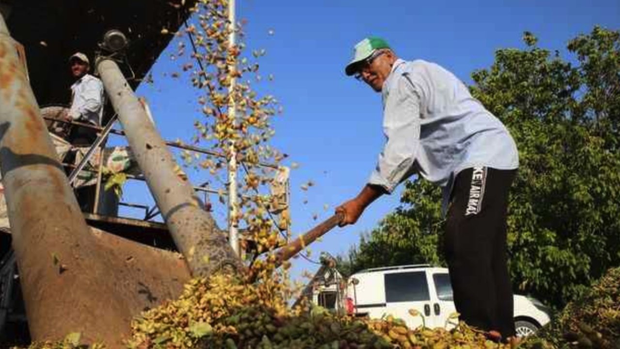 Gaziantep'te Antepfıstığı İŞLEME FİYATLARI ÇILDIRTTI! Fıstık Üreticileri İSYAN ETTİ