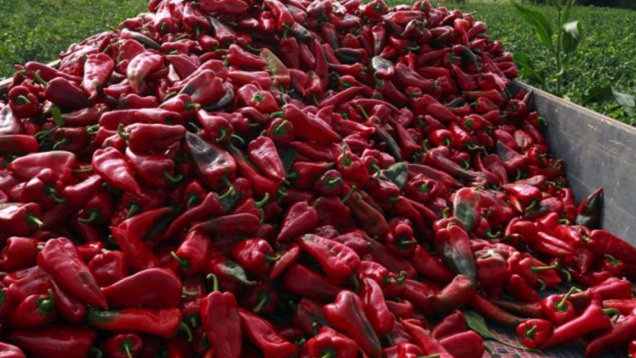 Gaziantep'te Acı Gerçek: Pul Biber Fiyatları Tavan Yaptı!