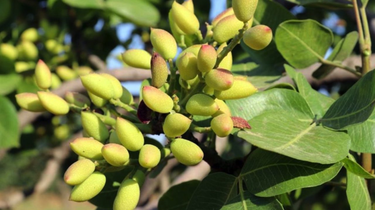 Gaziantep'te Hasadı Başlayacak Antepfıstığı'nda REKOR REKOLTE BEKLENTİSİ