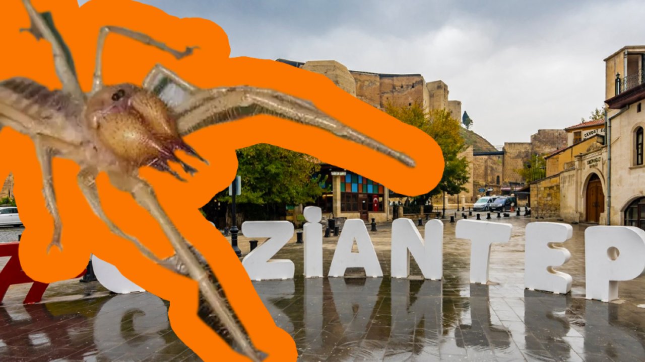 Gaziantep'te ZEHİRLİ SARIKIZ  BÖCEK ALARMI! Gaziantep, Şanlıurfa, Adıyaman, Kahramanmaraş'ta  yaşayan vatandaşlar DİKKAT