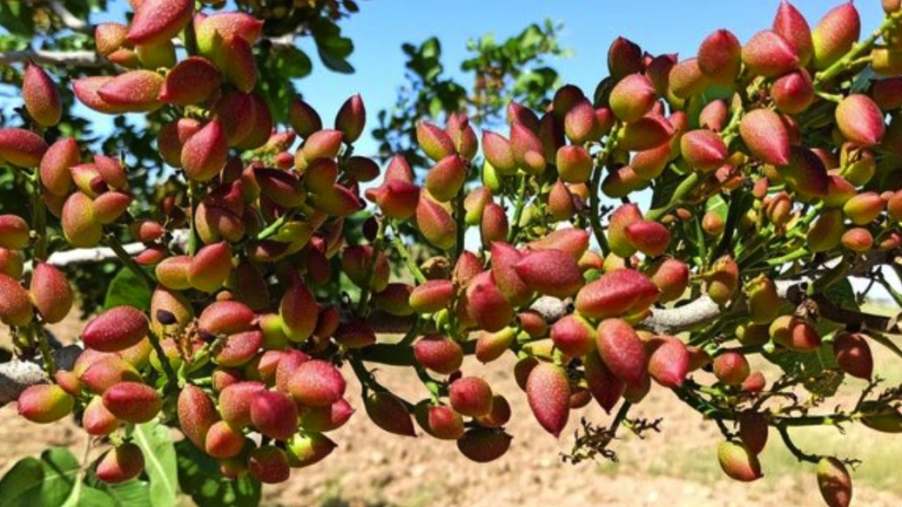 Gaziantep'te Boz fıstığın fiyatı belli oldu!