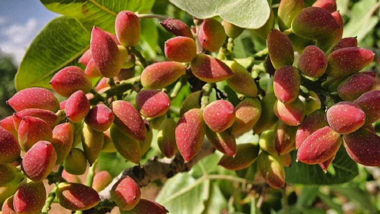 Gaziantep'te Antep fıstığı fiyatlarını etkilemeye çalışanlar hakkında işlem başlatıldı
