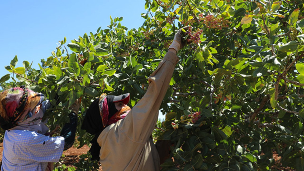 Gaziantep'te Antepfıstığı Üreticisi İsyan Etti! İşçi Yevmiyeleri El Yakıyor!