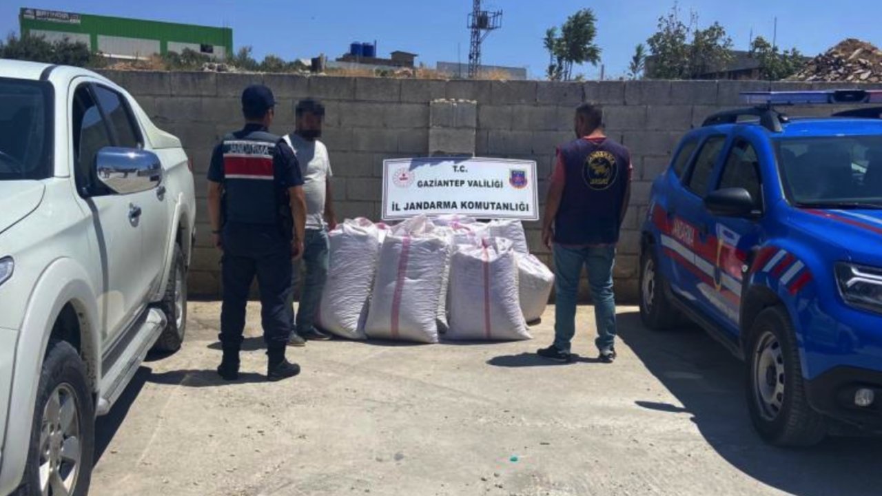 Gaziantep'te Böyle Evlat Olmaz Olsun Dedirten Olay! Babasının tarlasından 1,5 ton Antep fıstığı çaldı